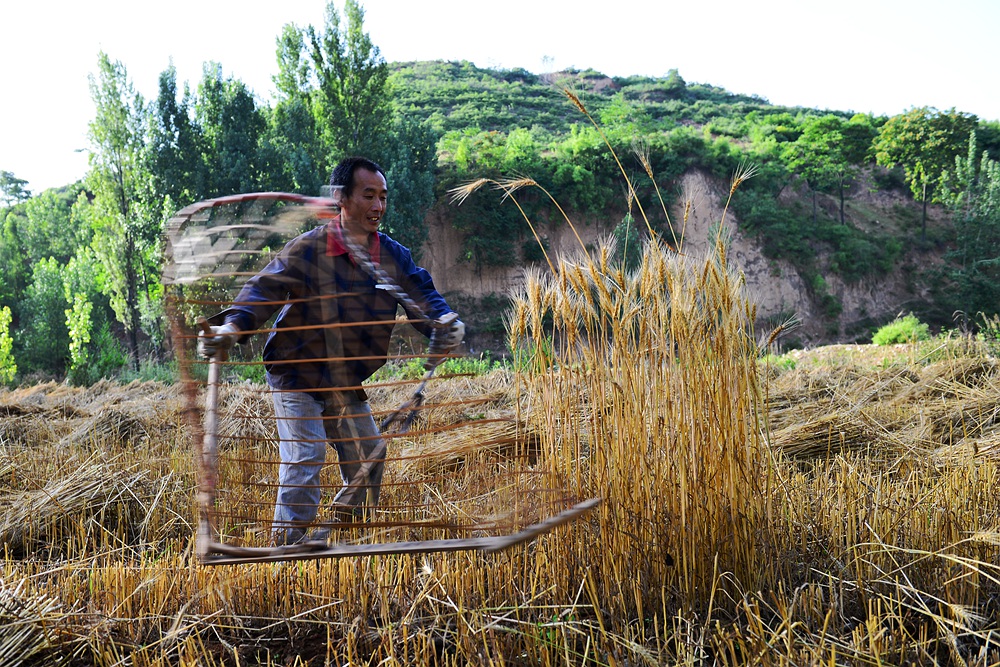 【即将消失的割麦工具——"掠子"】