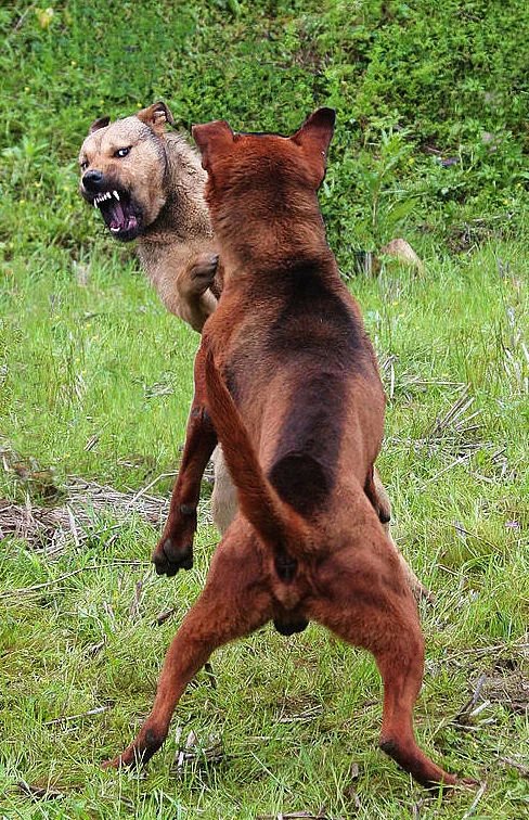 惊心动愧的贵州台江"姊妹节"上犬王争霸赛