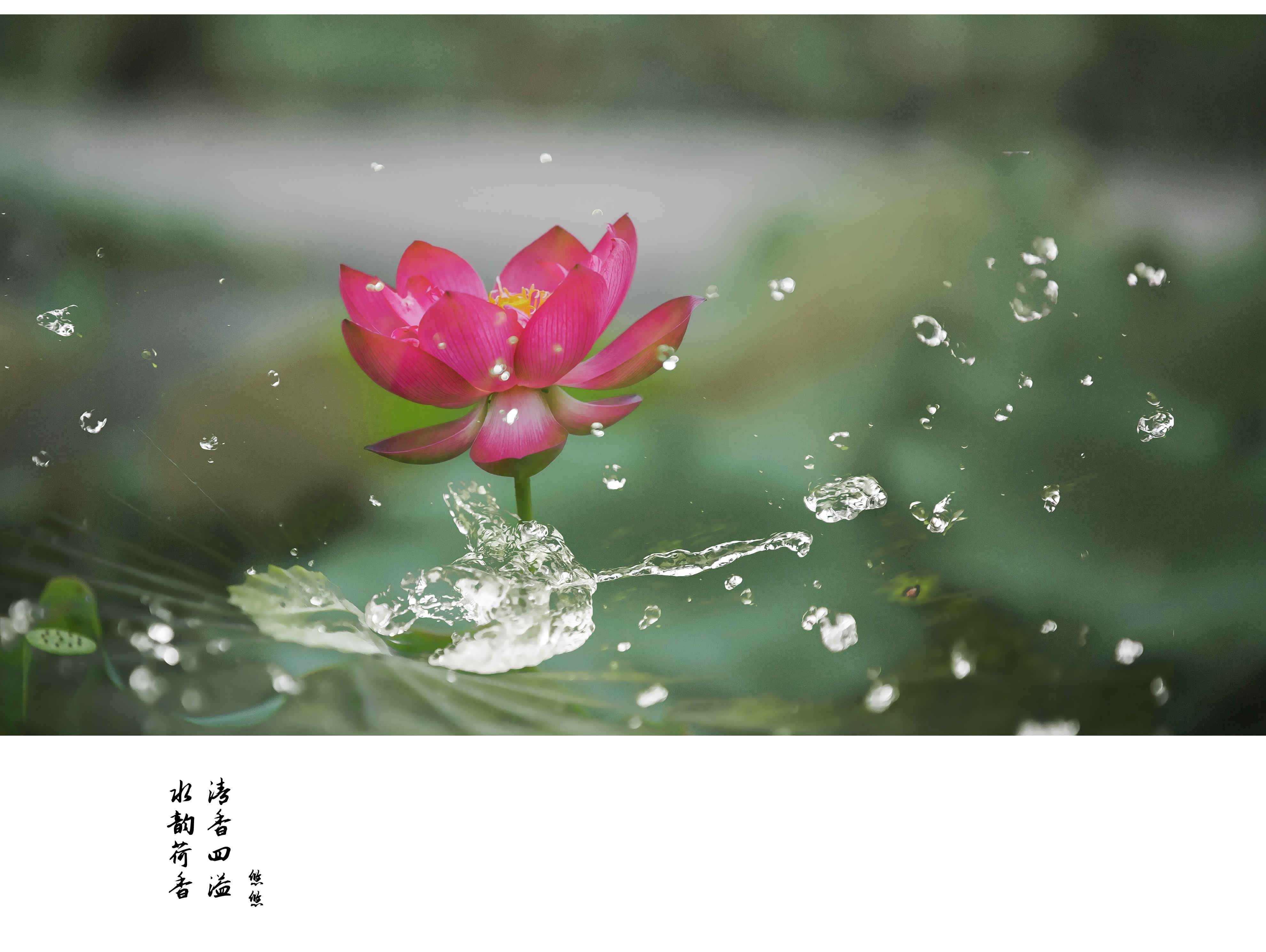 水韵荷香,清香四溢.