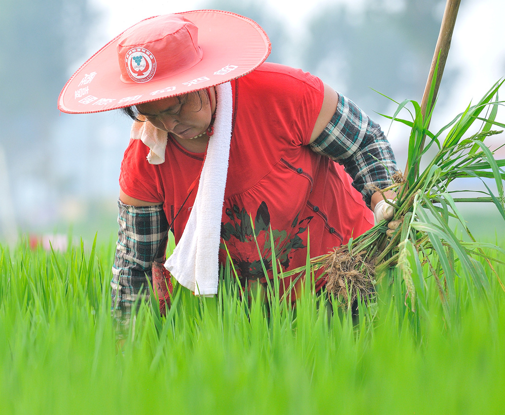 桑拿天里的庄稼人