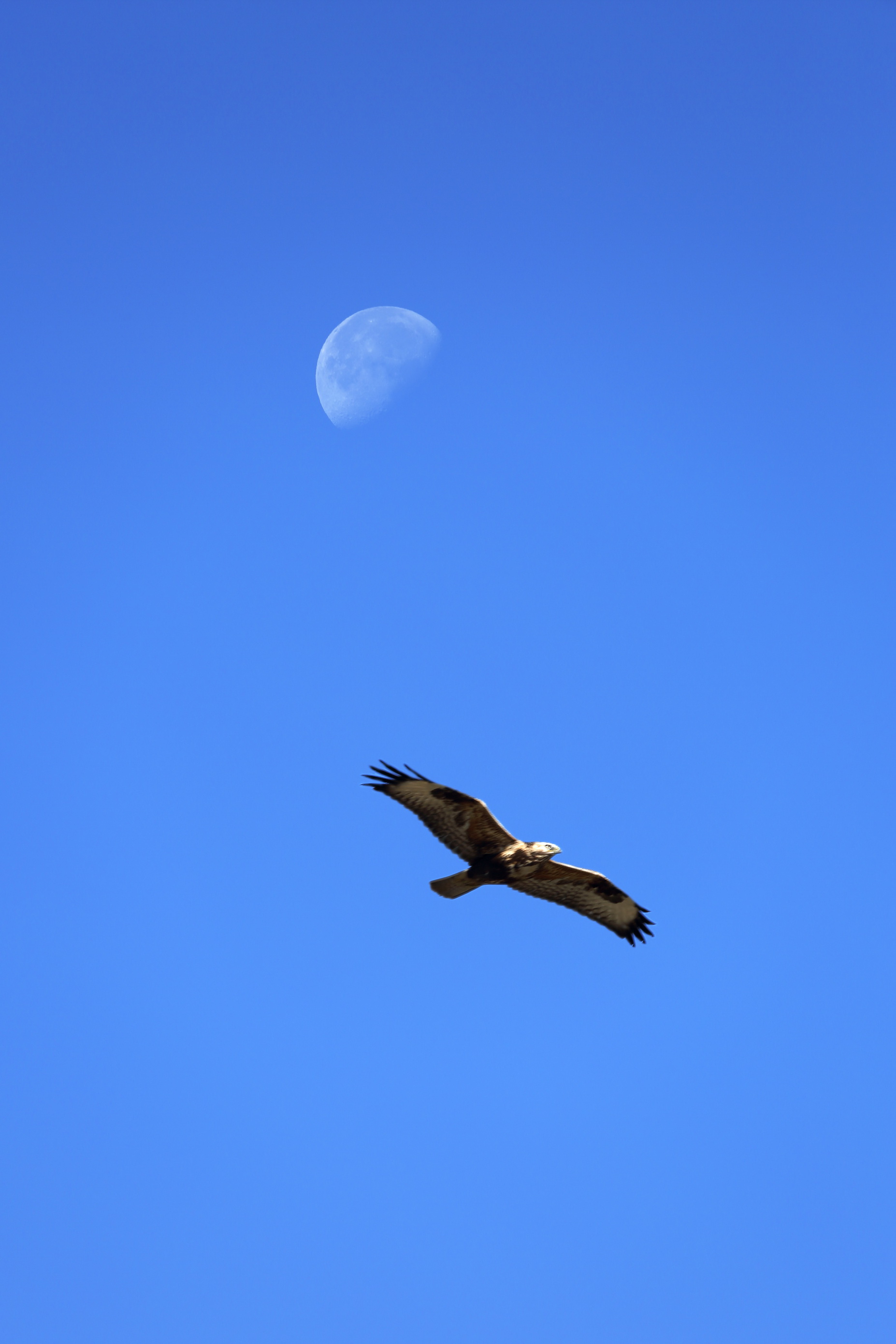 鹰击长空