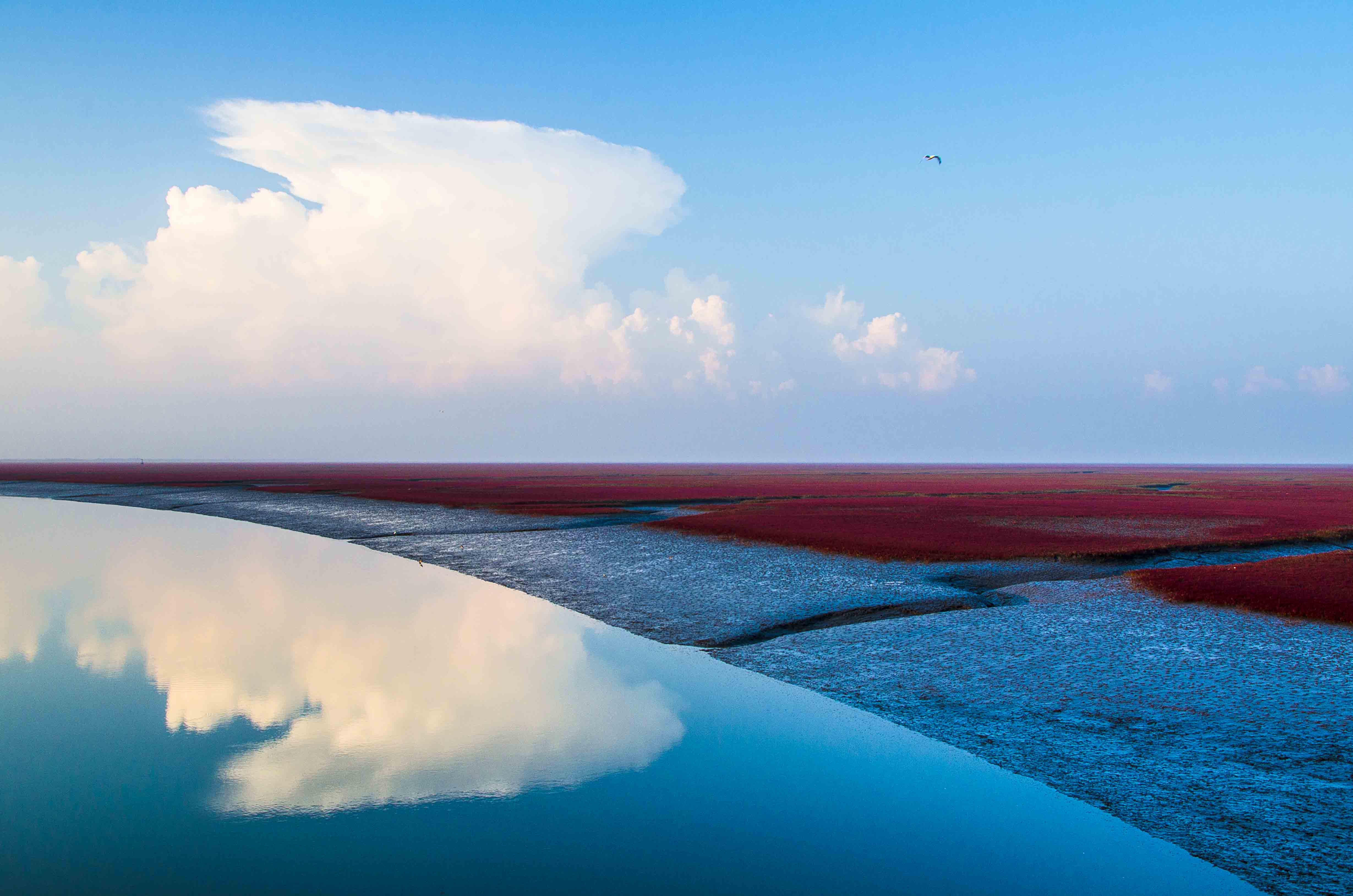 《飞》拍摄于盘锦红海滩