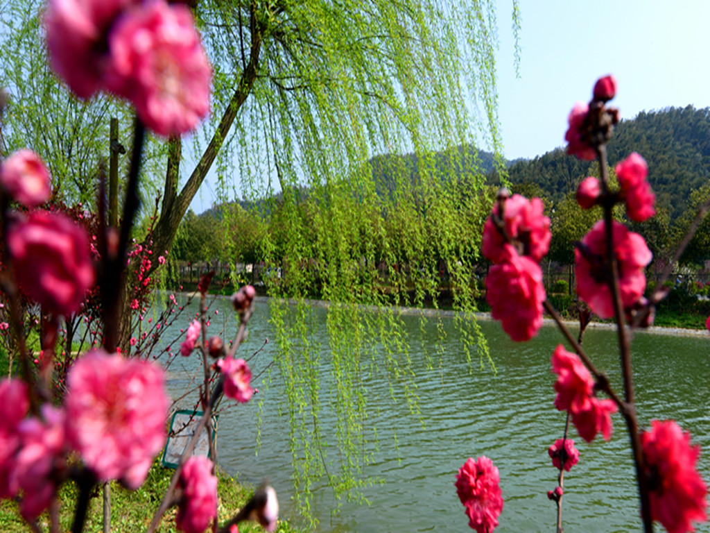 花卉生态 - 大众摄影网