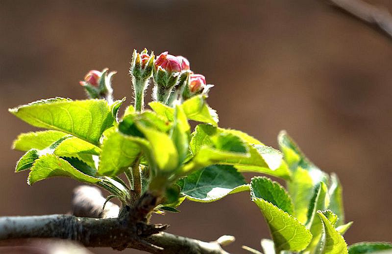 习拍一组苹果花蕾