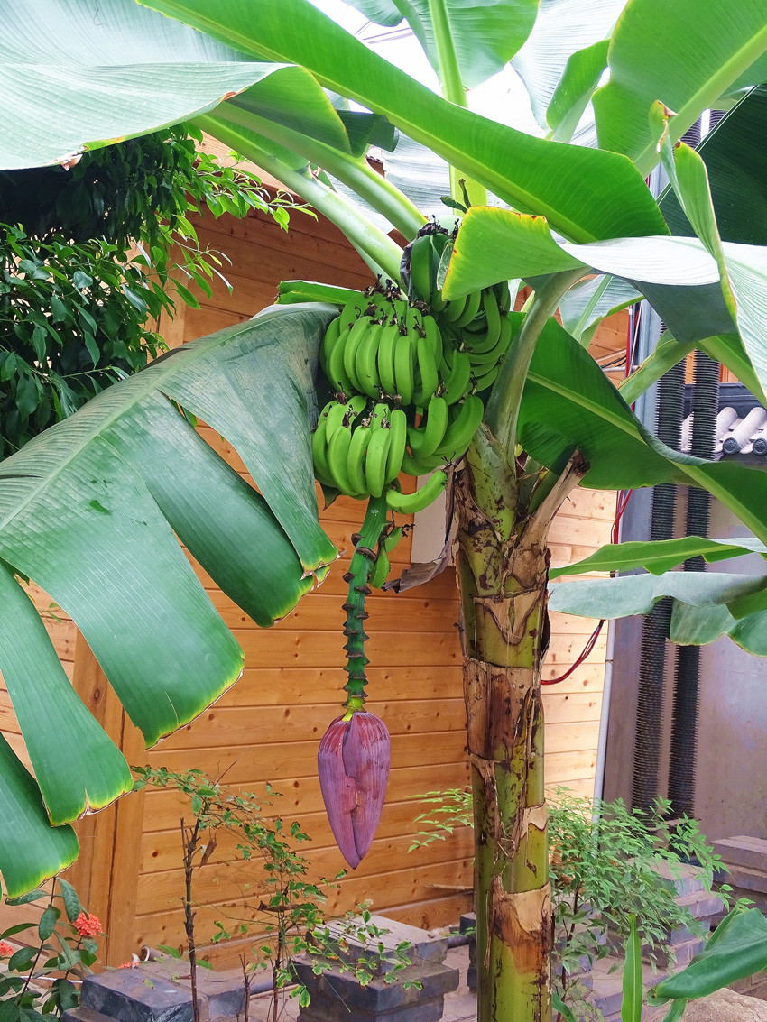 香蕉树