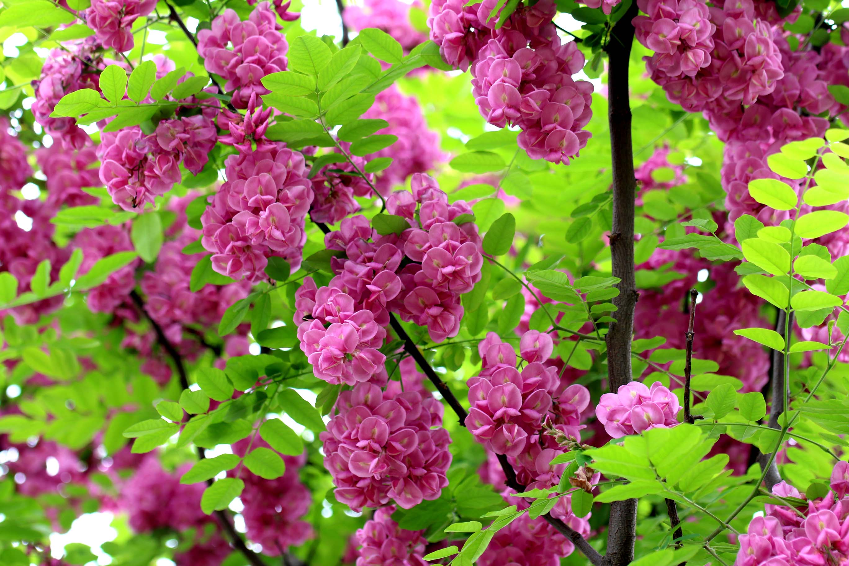 春之深爱——紫槐花 佳能70d 腾龙sp90mmf/2.