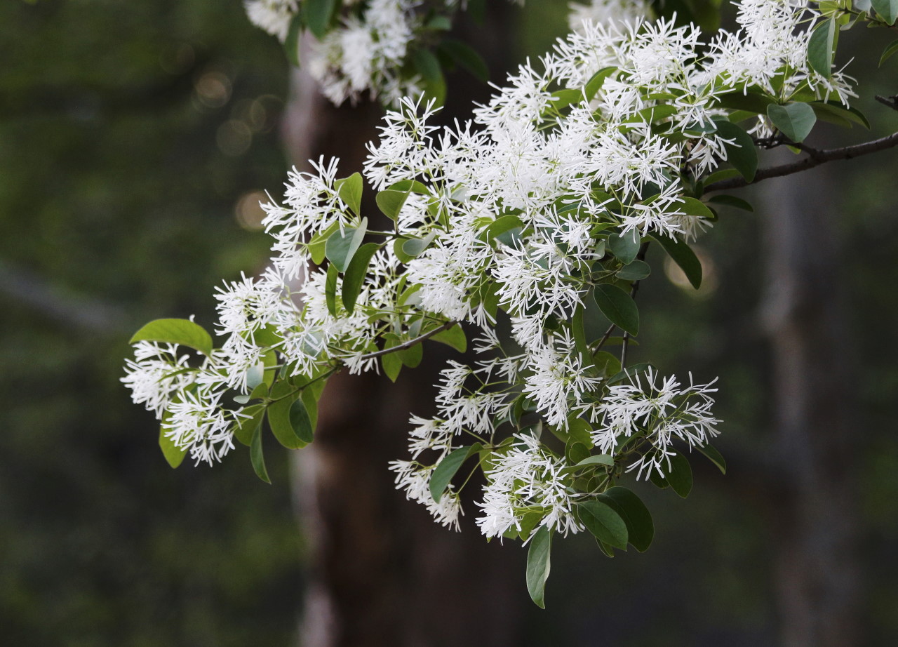 范公亭公园流苏花盛开