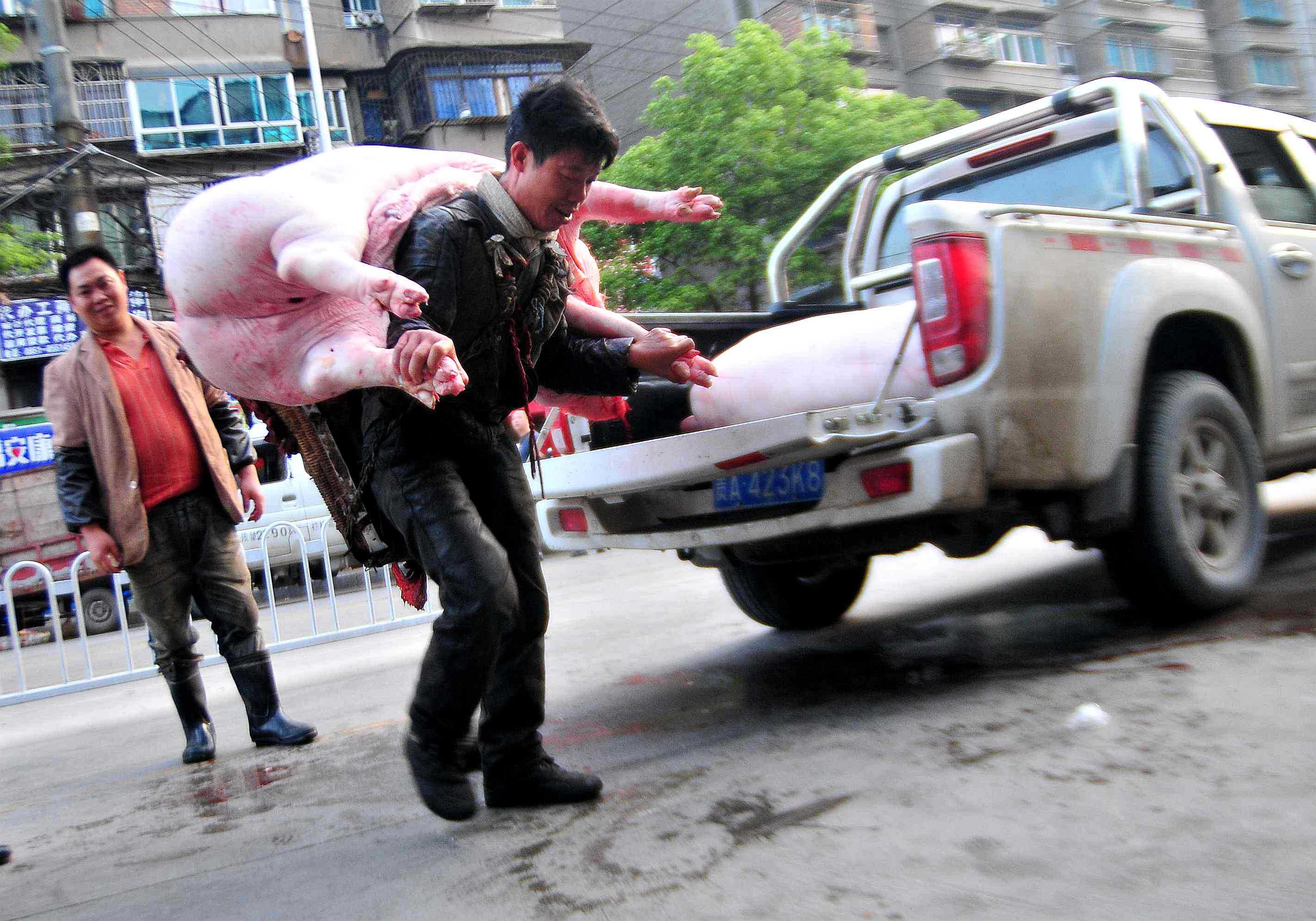 画面这个个子不高但力大无比,他每天 早上要为市场搬运二三头 .