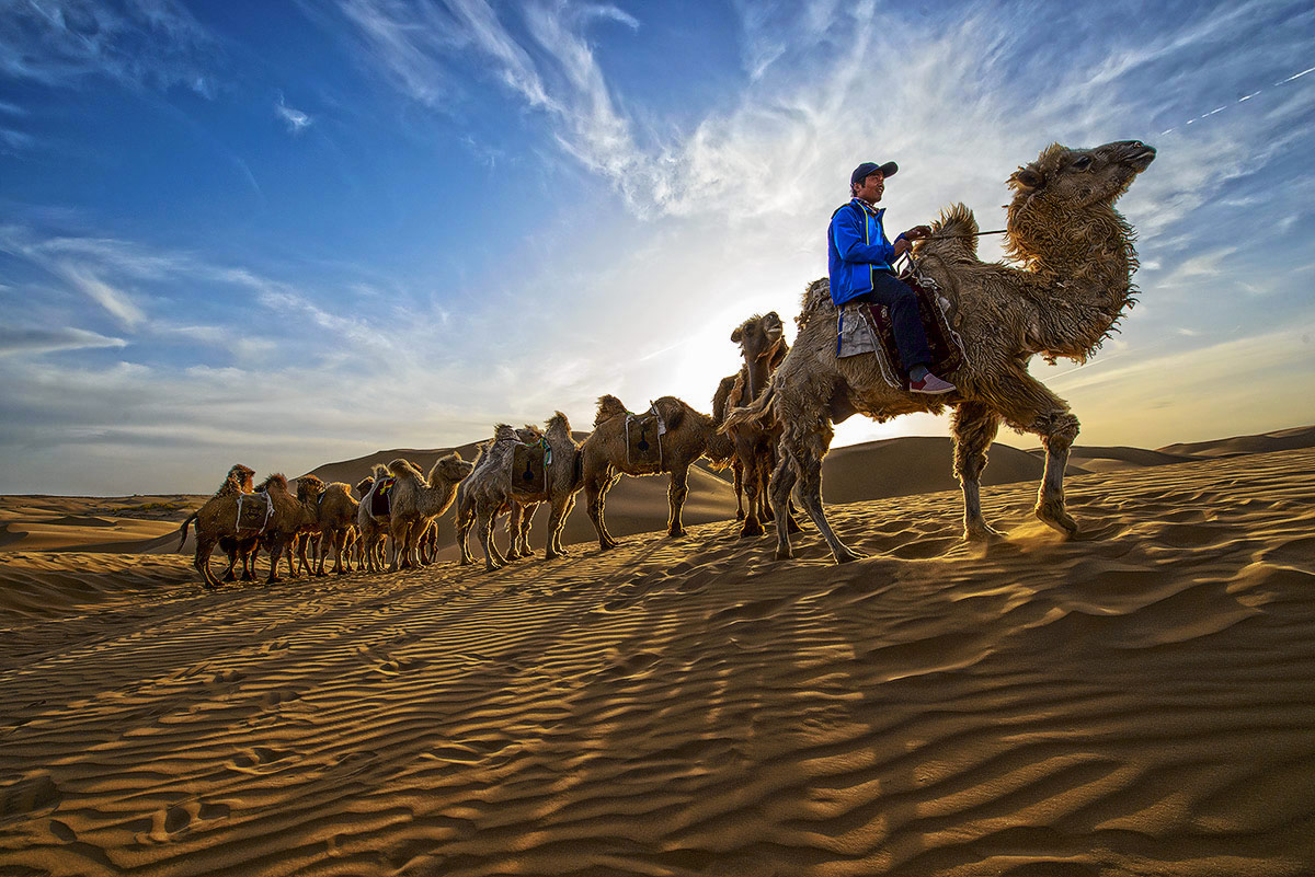 沙漠驼队