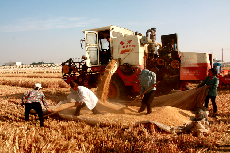 农民伯伯收小麦-《大众摄影》俱乐部团体会员——河南论坛俱乐部(4星)