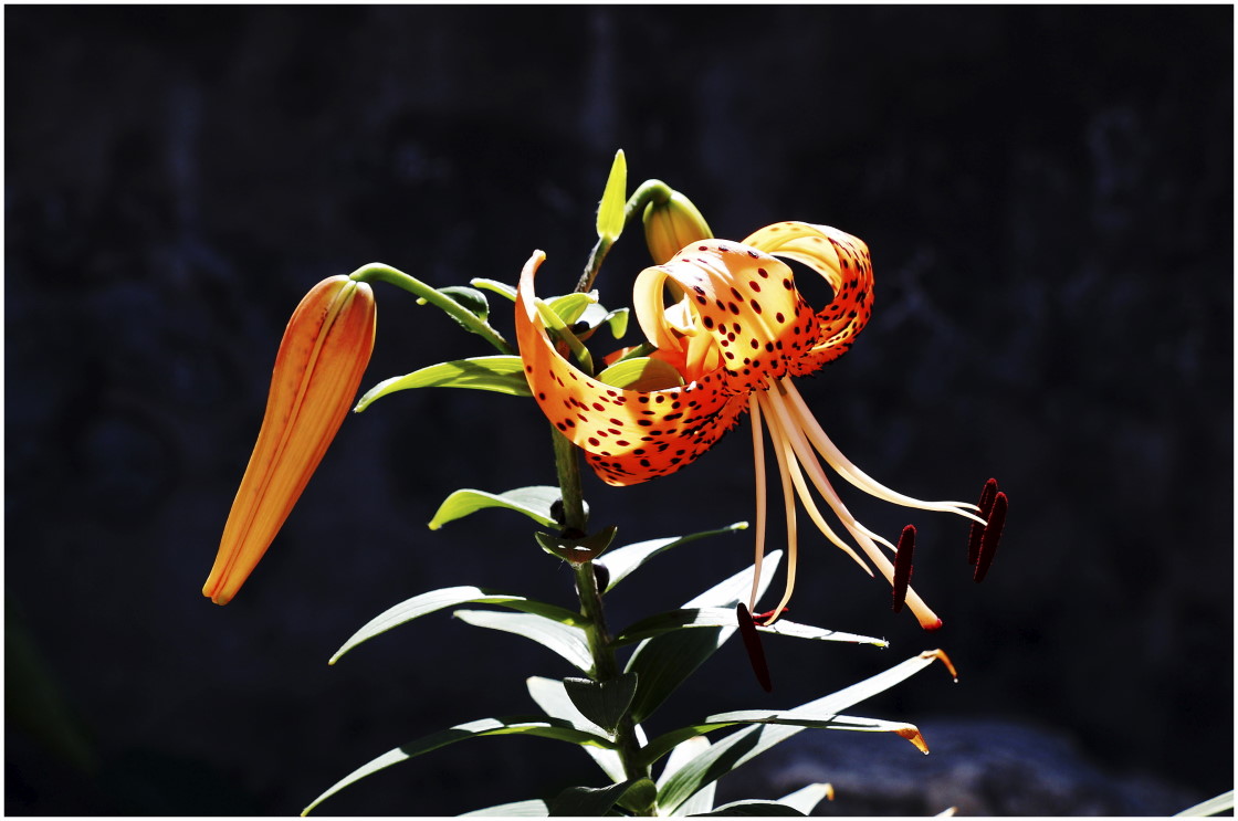 鹿子百合花(续一)