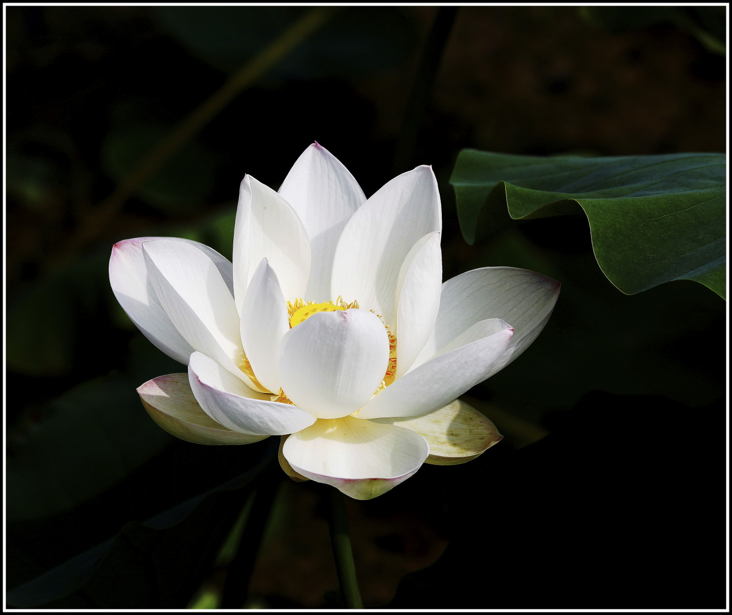 一尘不染的白荷花