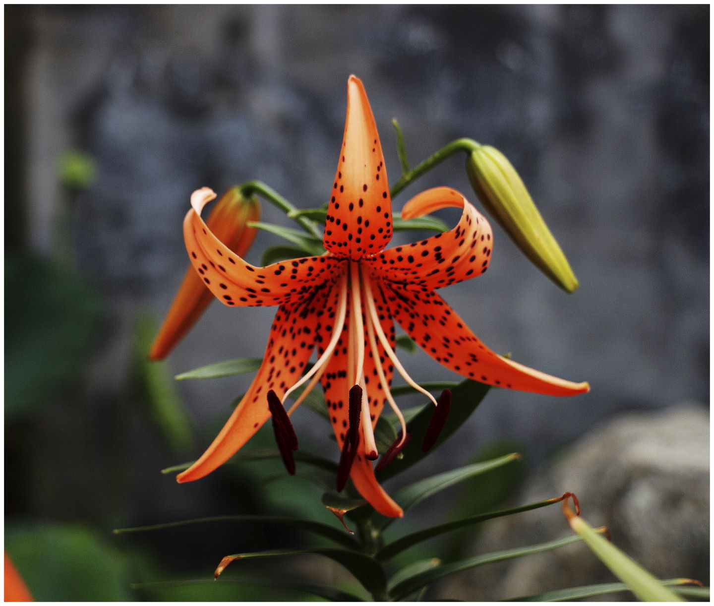 自养的鹿子百合花(续三)