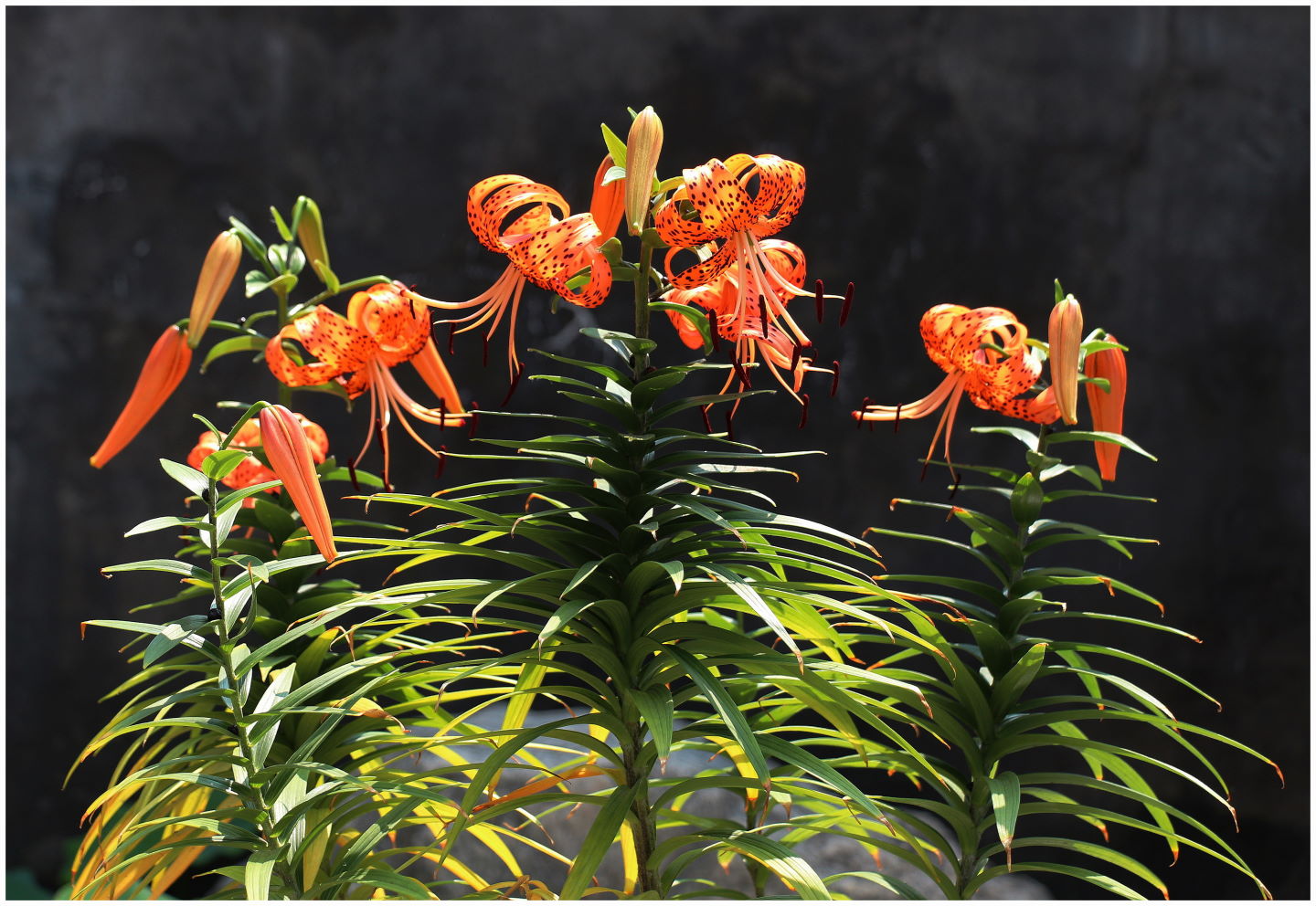 自养的鹿子百合花(续三)