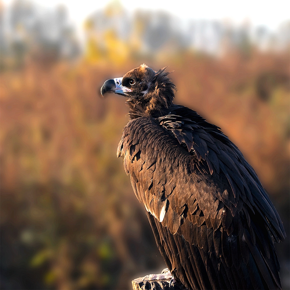 猛禽——秃鹫-《大众摄影》俱乐部团体会员——辽宁论坛俱乐部(3星)