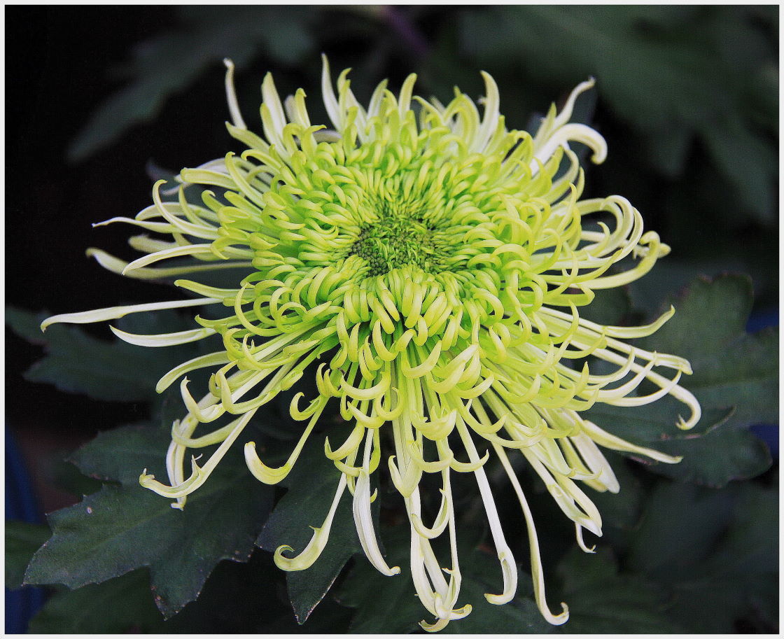 菊花名品——绿云