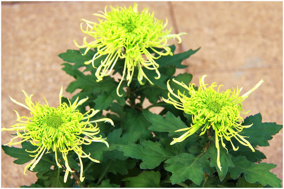 菊花名品——绿云