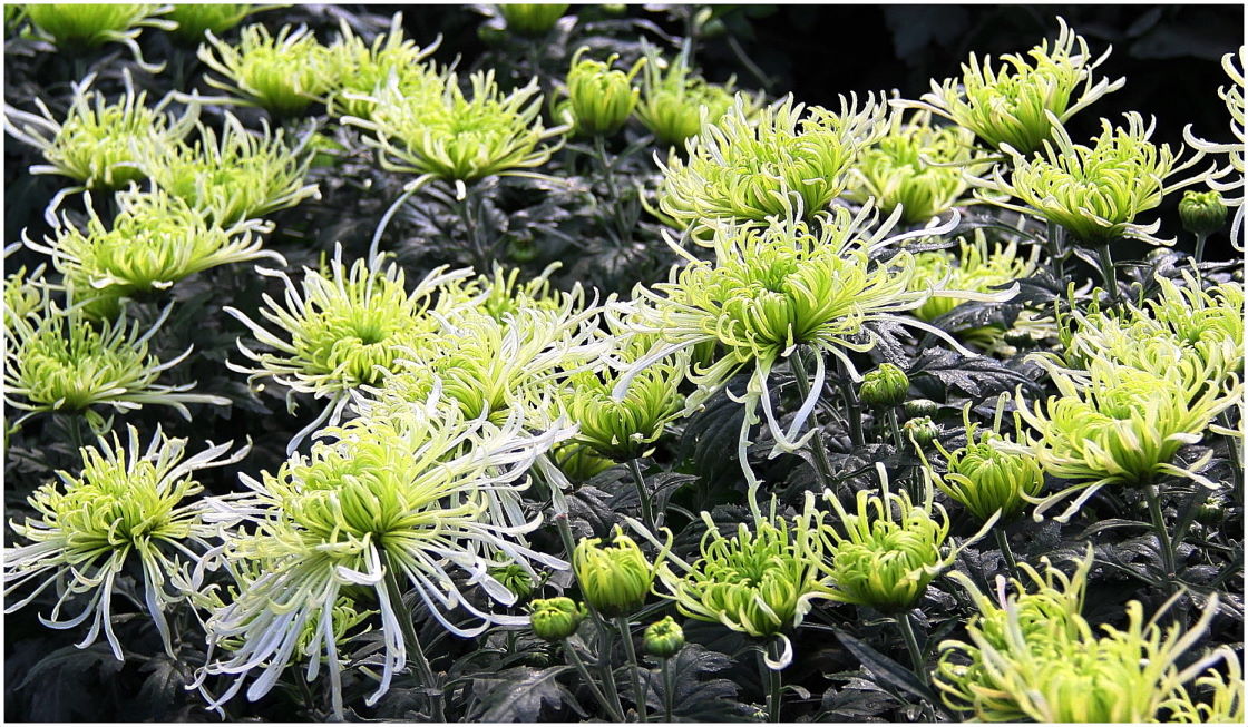 菊花名品——绿云