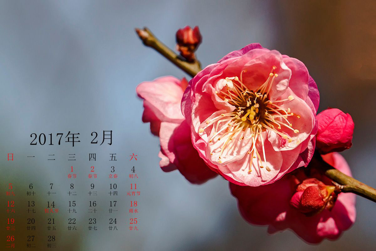 2017年花历--二月梅花