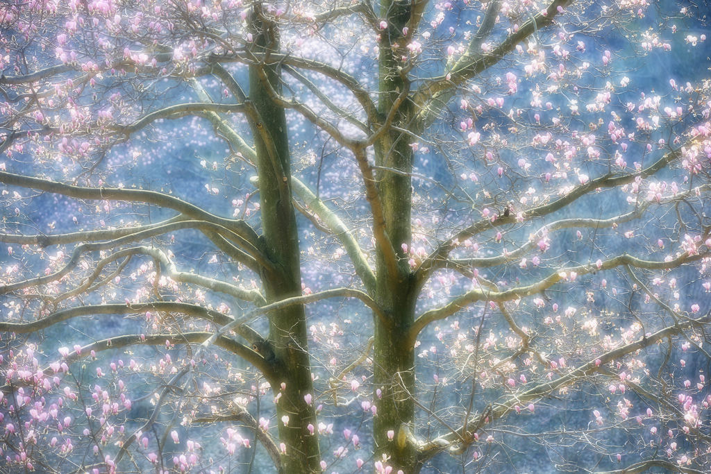 玉兰挂满连理枝