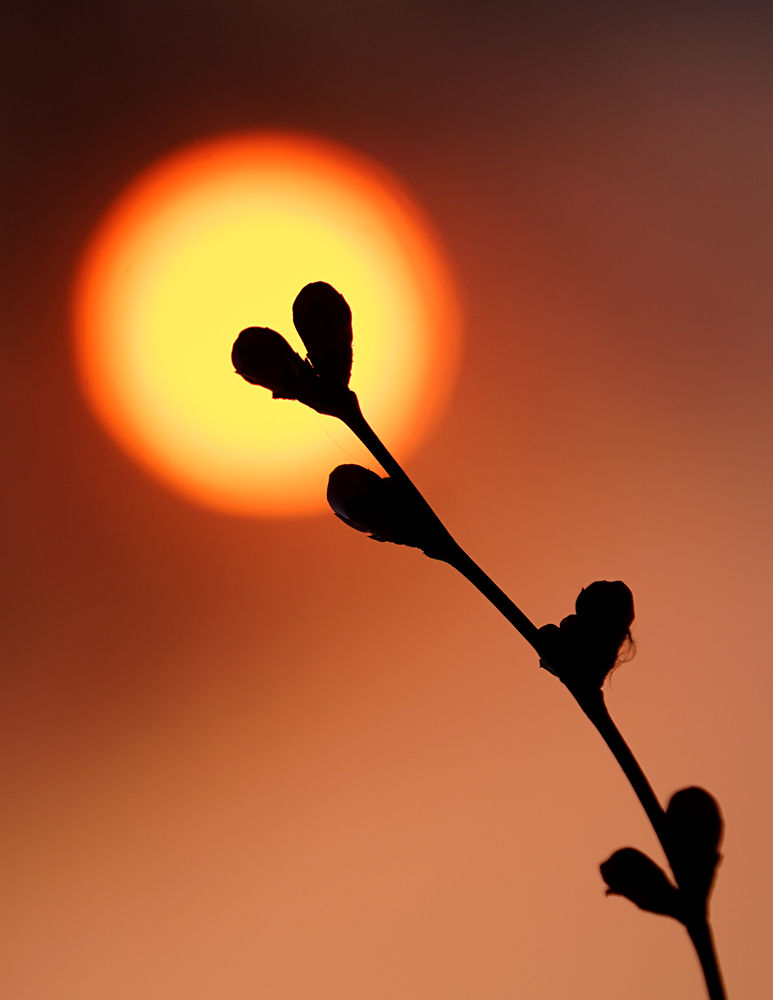 《光晕》-《大众摄影》俱乐部团体会员——北京论坛俱乐部(3星)-大众