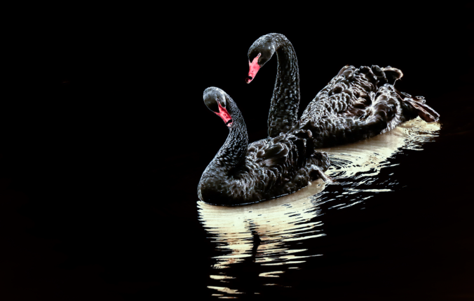 一对黑恋鹅