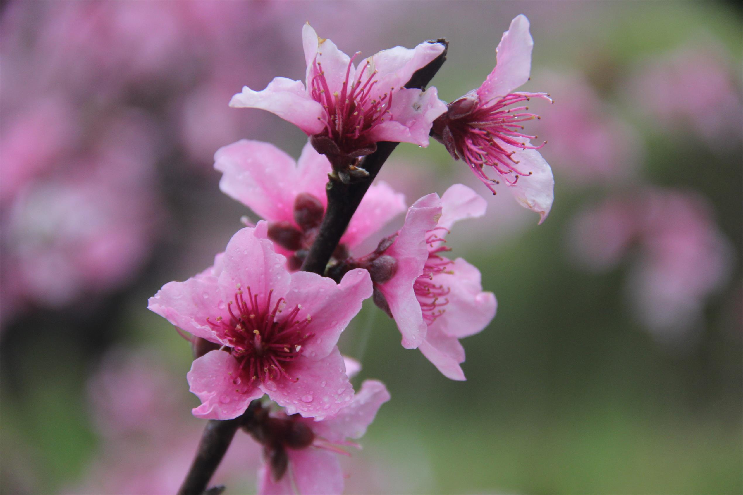 古田桃花美组图-"翠屏湖杯"第九届宁德好风光全国摄影艺术展投稿区