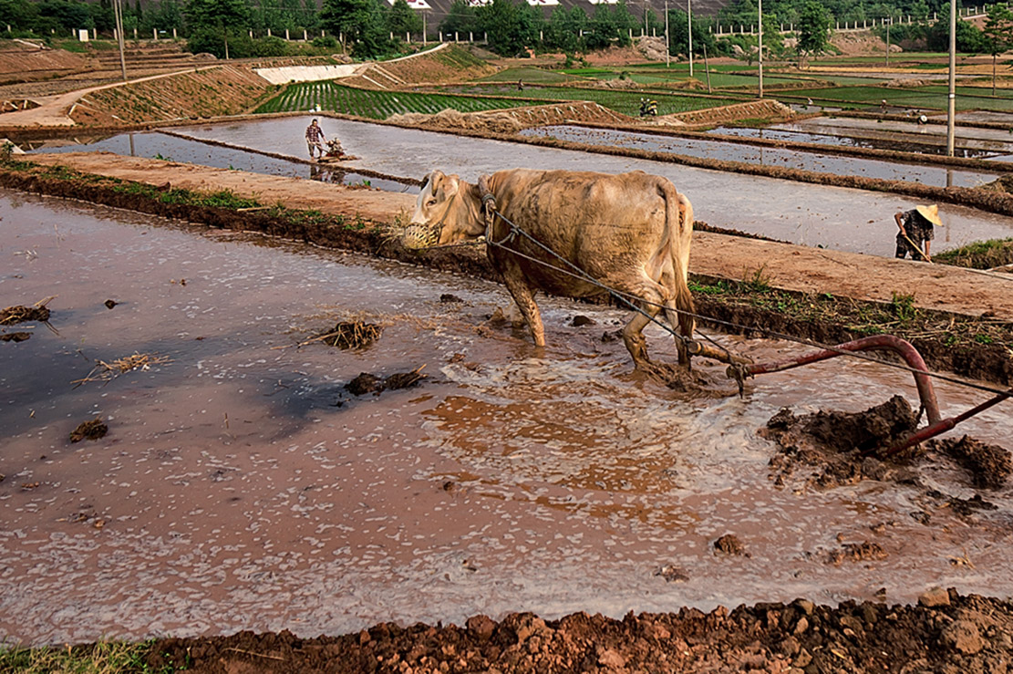 传统的用牛耕田和现代的用农机耕田都在"犁"