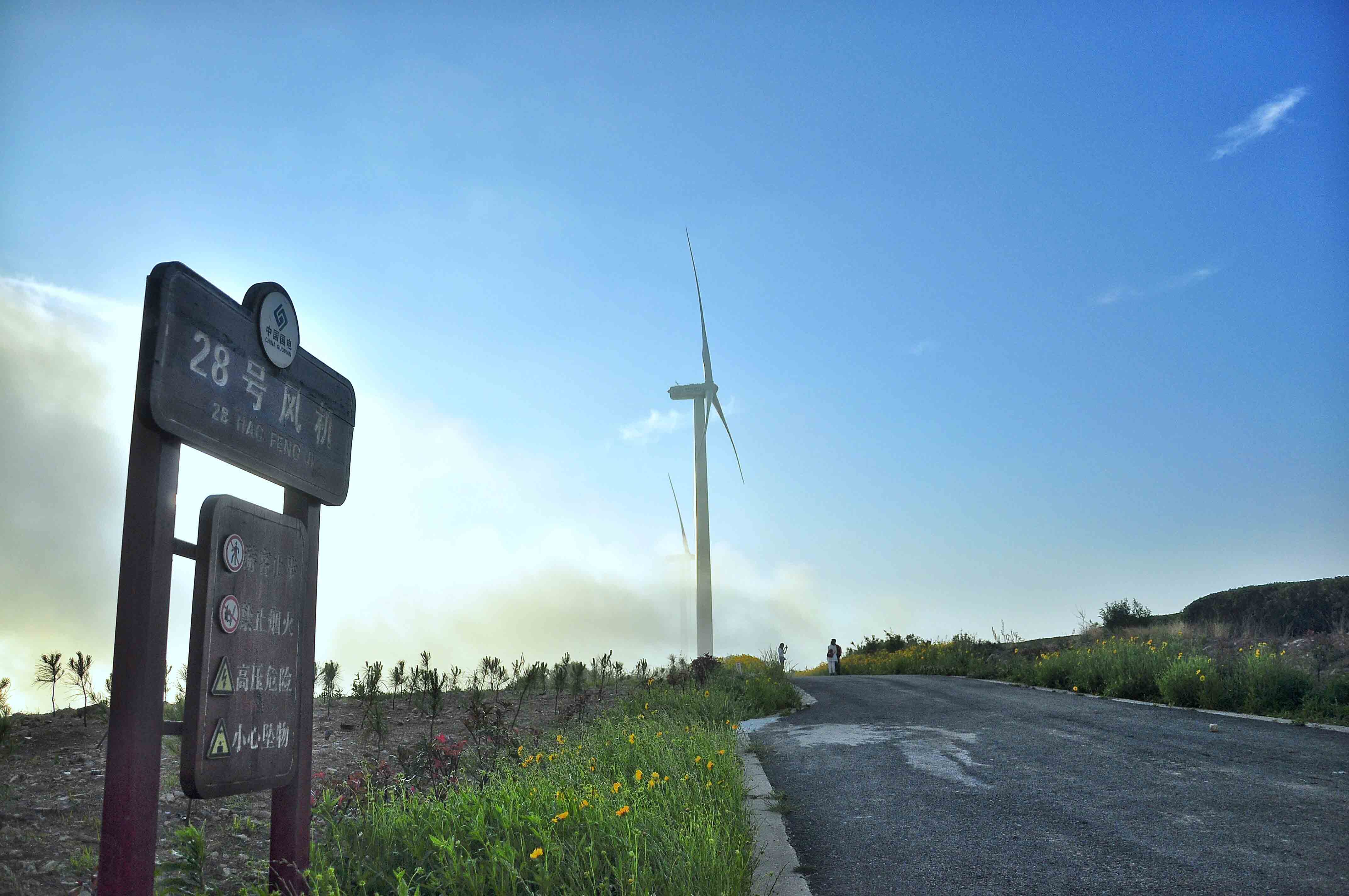 69 小雏菊与大风车----宁波白岩山风车道路 小雏菊与风车 风车公路