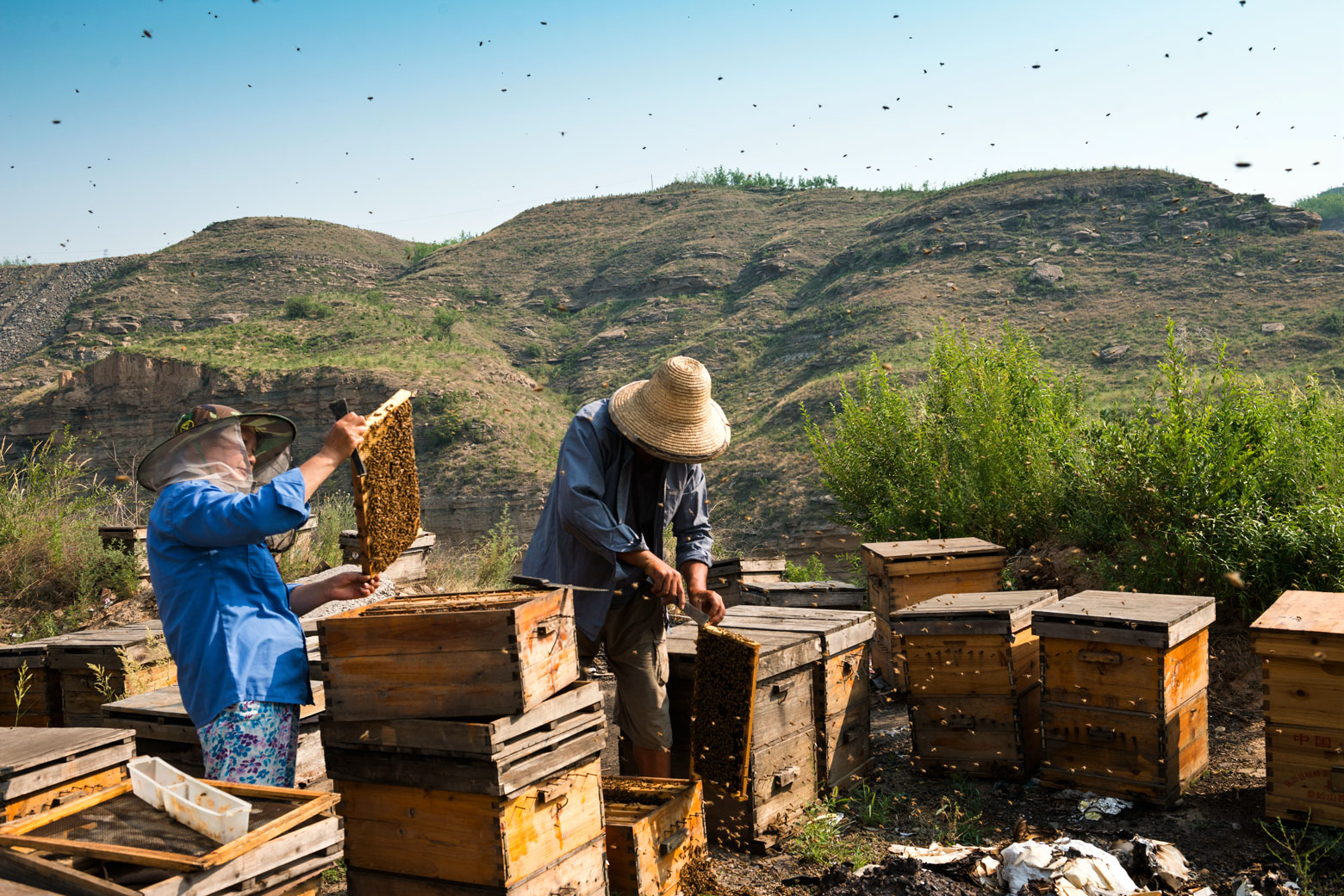 勤劳的蜂农.jpg