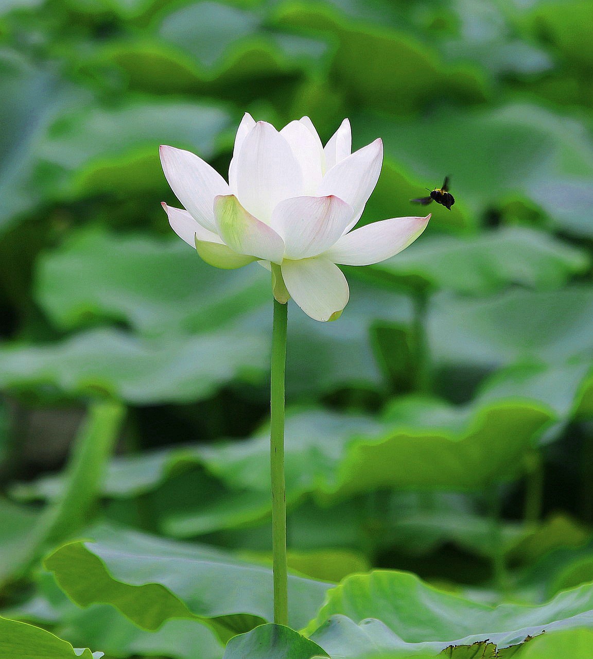 亭亭玉立的白荷花-《大众摄影》俱乐部团体会员——山东论坛俱乐部