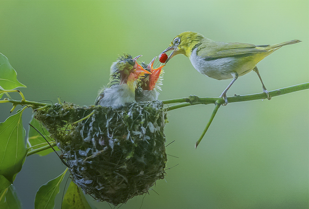 母爱-《大众摄影》俱乐部团体会员——无锡太湖俱乐部(4星)-大众摄影