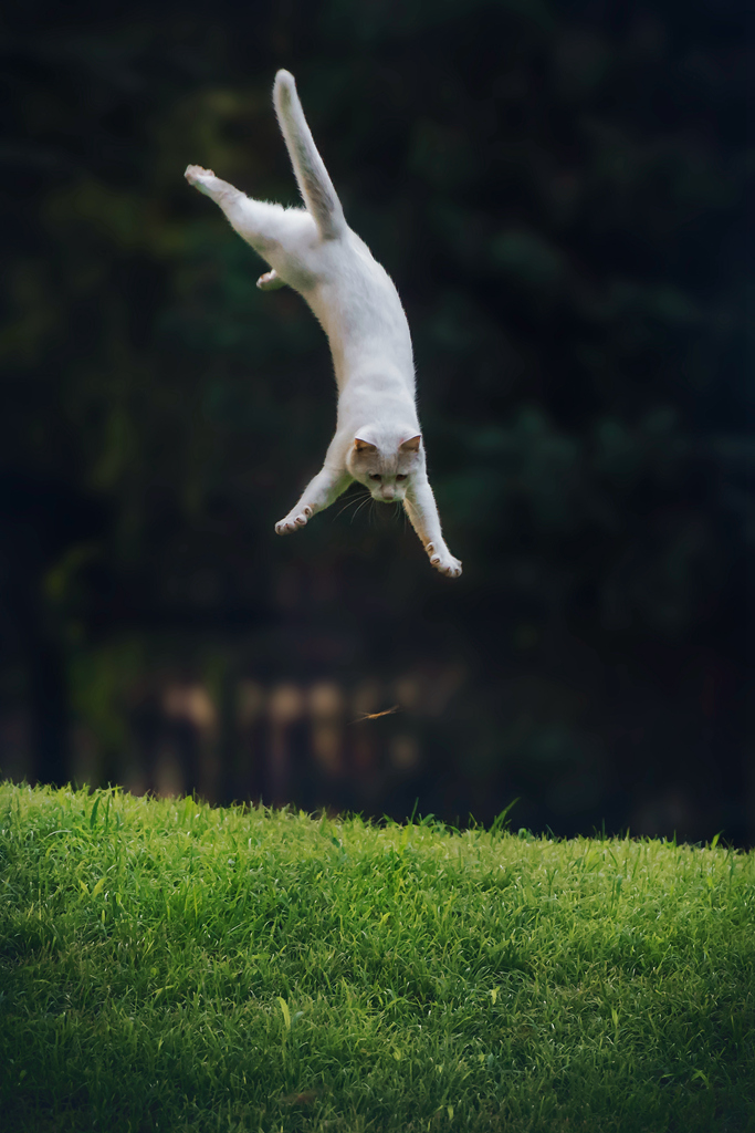 夏  雨后  蜻蜓舞  小猫戏捕  上下翻腾跃  蜓依飞猫不住  好一幅