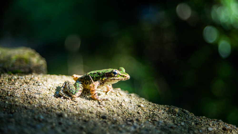 山蛙(组照)