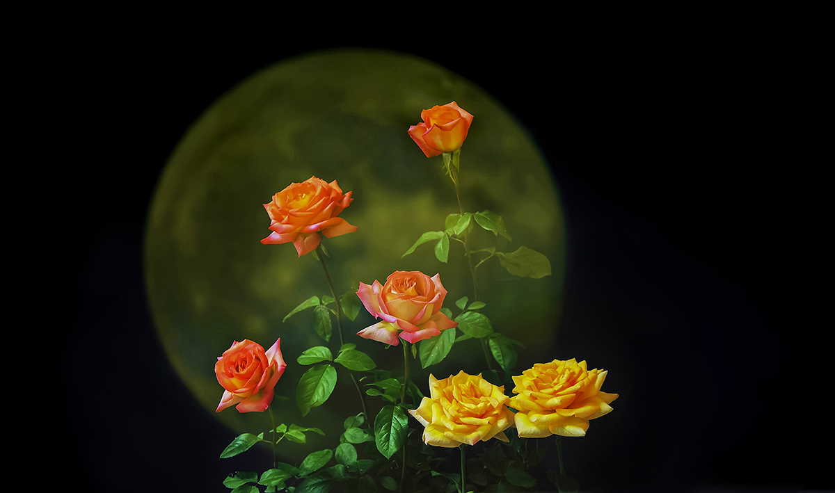 花好月圆