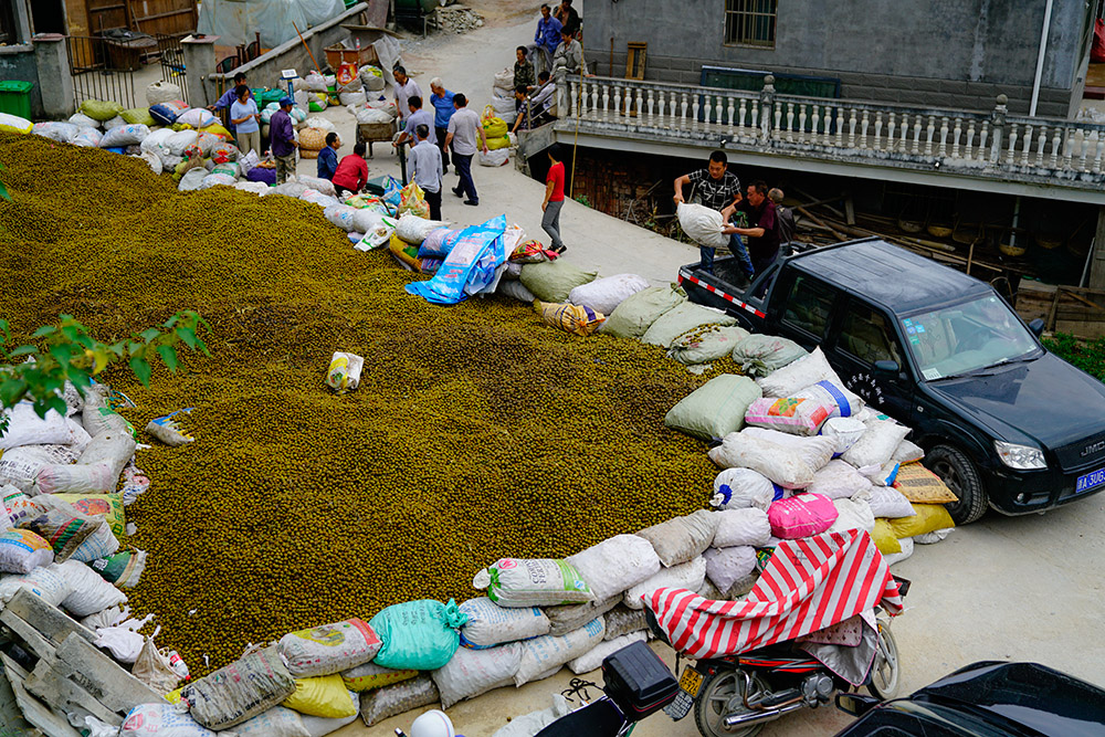 山核桃采收季(组照8张)