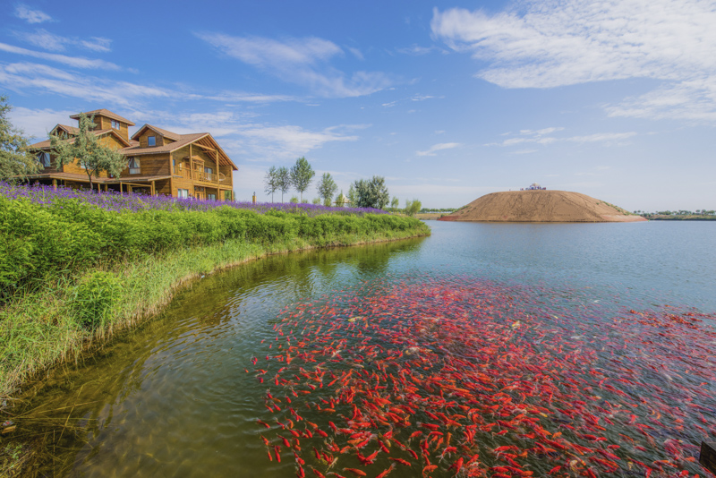 《"中国醉美沙漠花园"腾格里金沙岛》