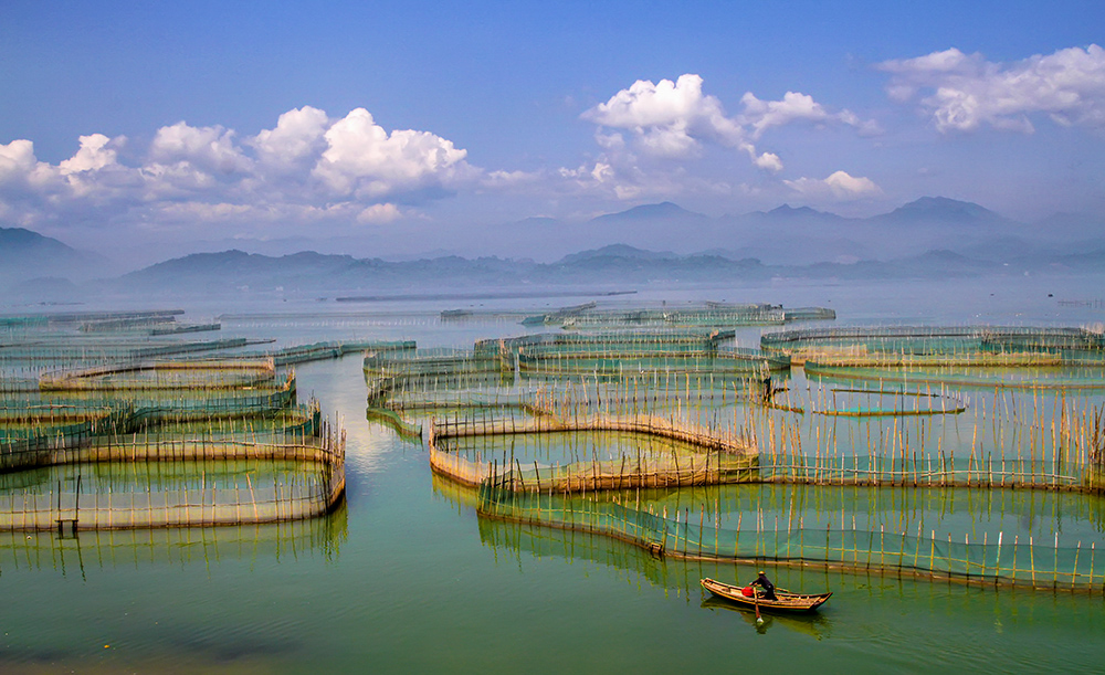 螃蟹养殖2017.2.28摄于福建福鼎江边村八尺门