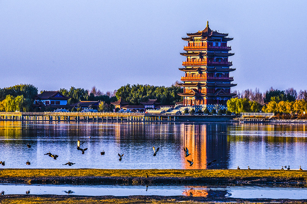 《崇文楼下百鸟飞》2016年11月拍摄于甘肃省高台县大湖湾.