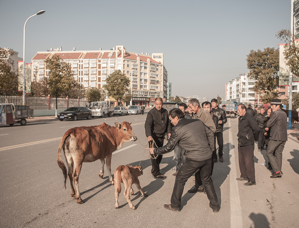 相牛,探牛,询价.2014年摄