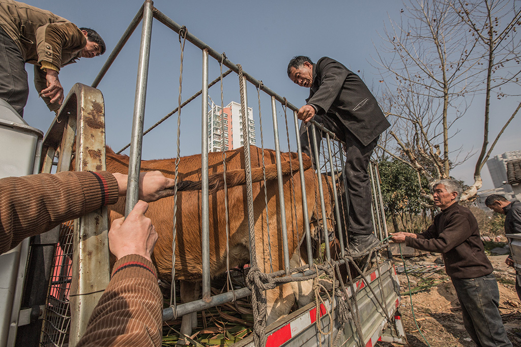 经过长期的圈养外出,牛们习惯了这样的上下车.2017年摄
