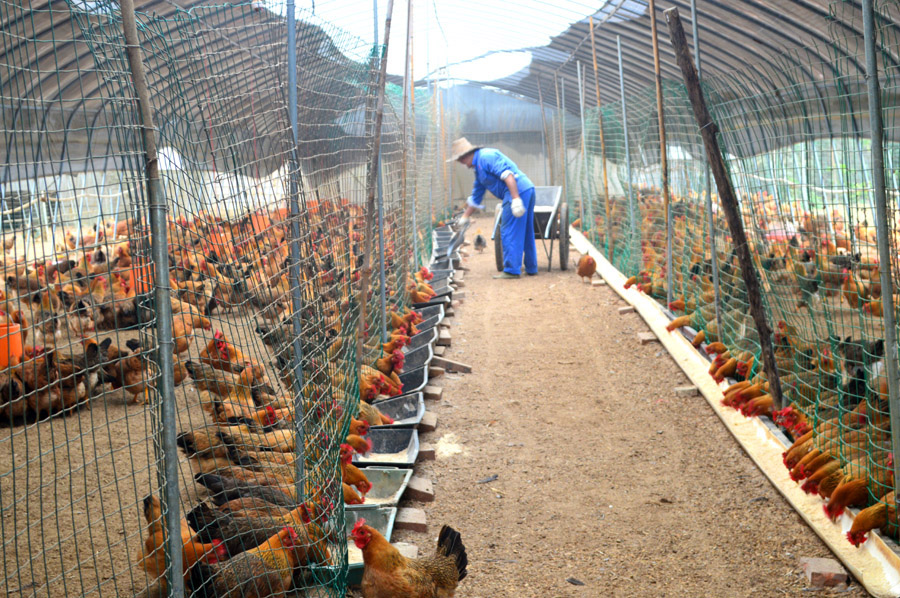 马蹄鸡养殖场.