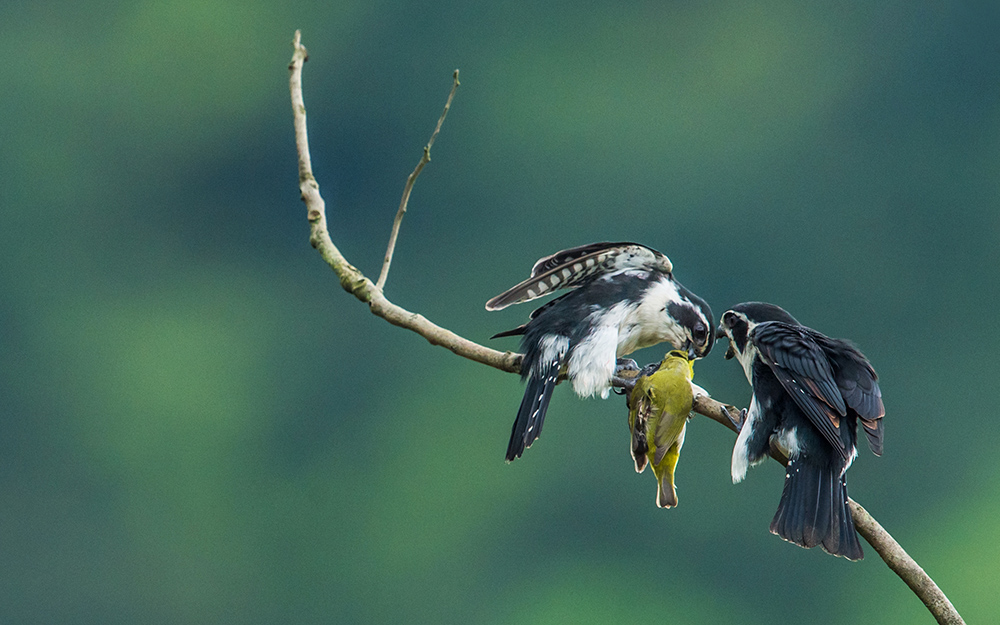 我这几年拍摄白腿小隼经历-包商银行杯全国第八届"小企业贷款"专题摄