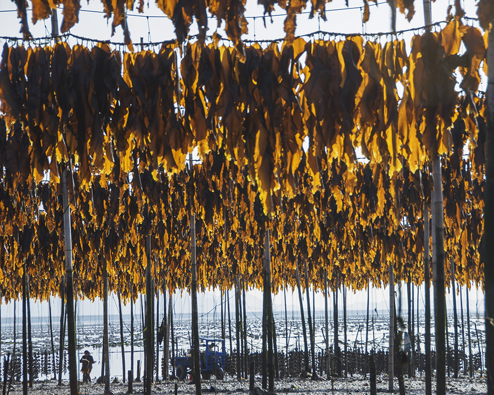 69 又到海带收成时     海带是一种在低温海水中生长的大型海生褐藻