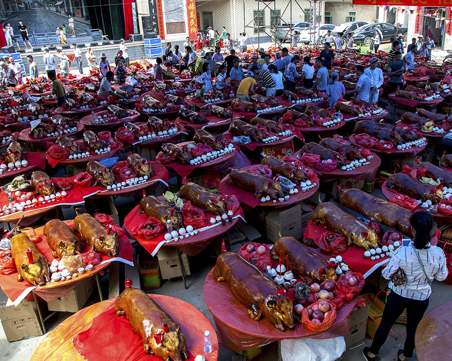 金猪阵:广东省湛江市麻章区太平镇东岸村,2017年6月.摄
