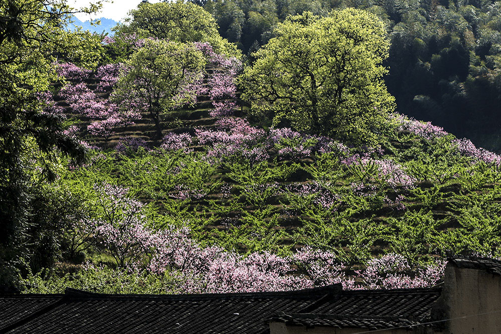 《春到山乡》(组照)