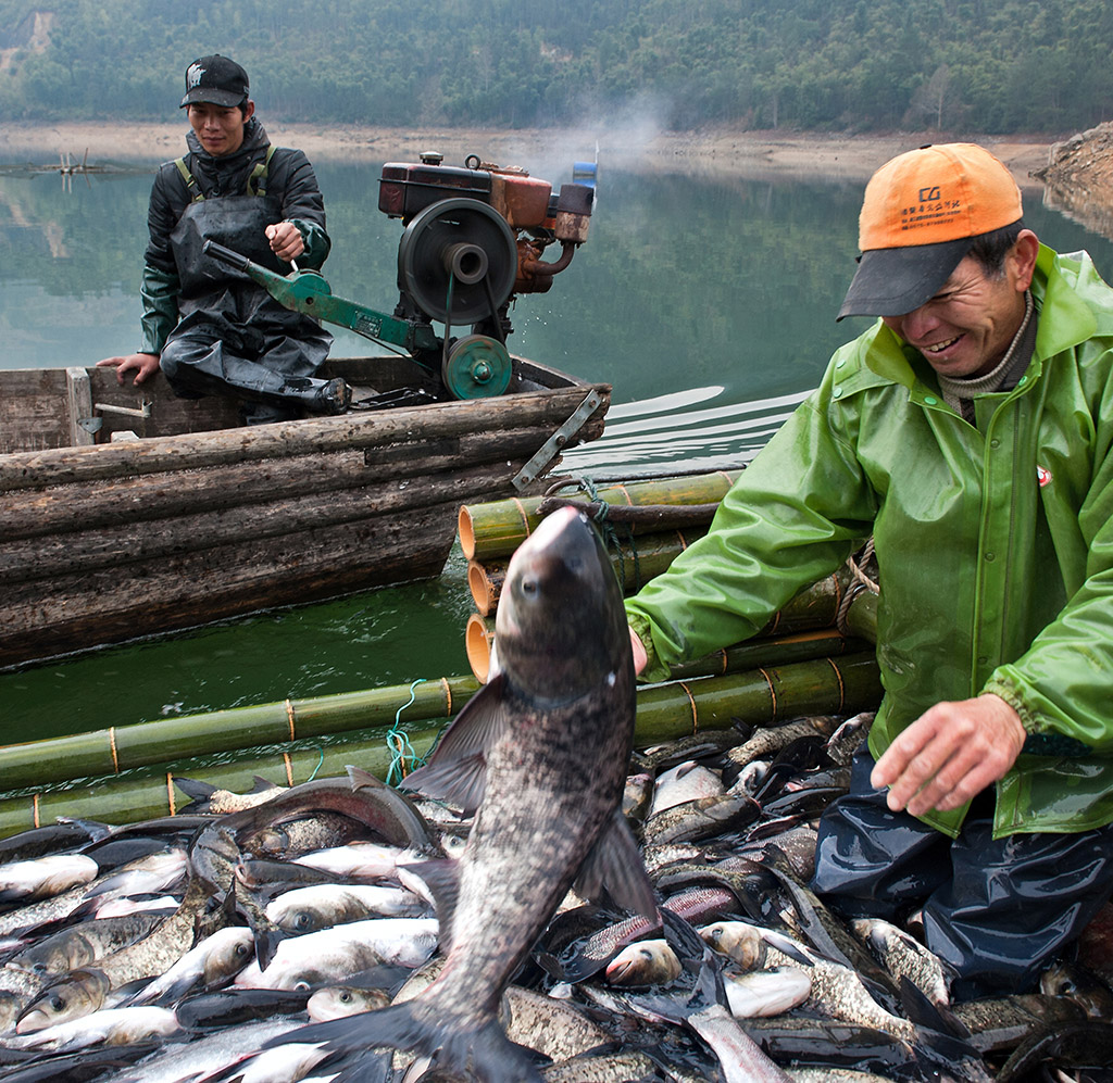 《生态鱼捕捞》组照1-6幅