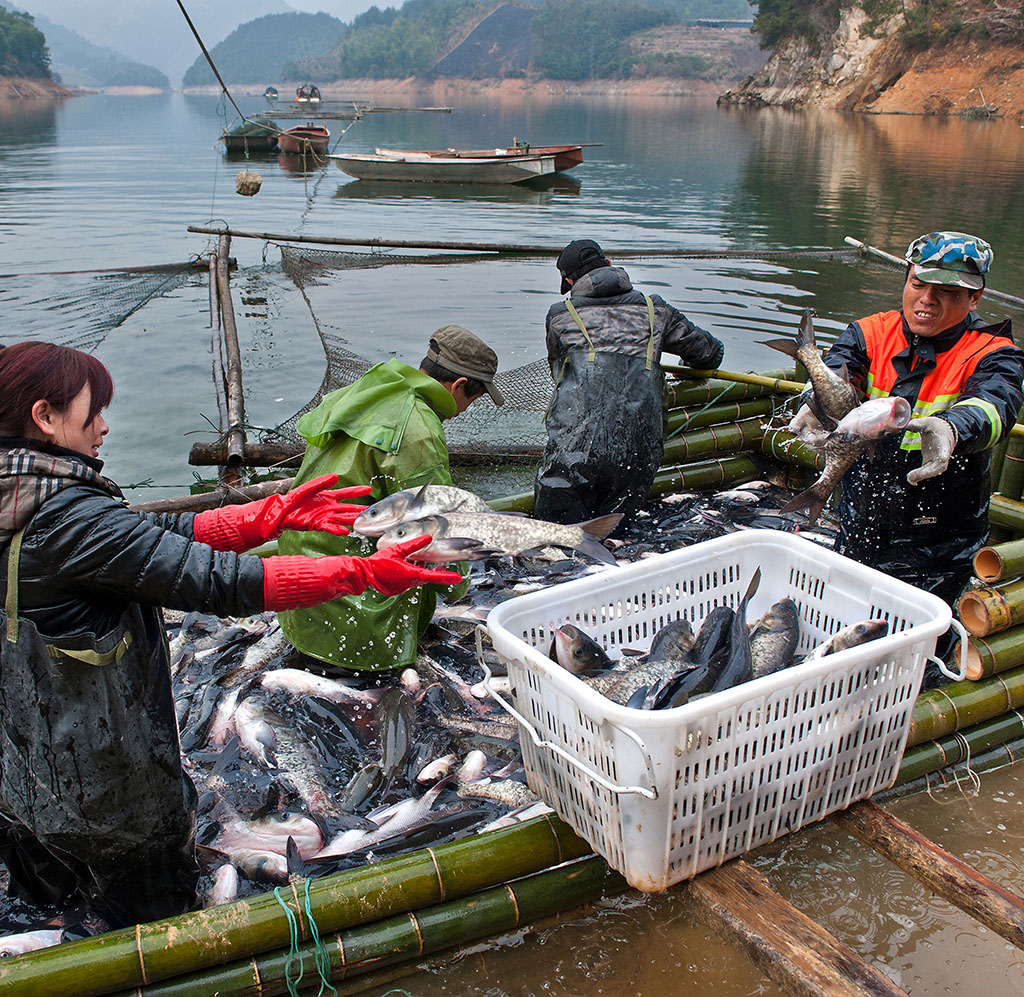 《生态鱼捕捞》组照1-6幅