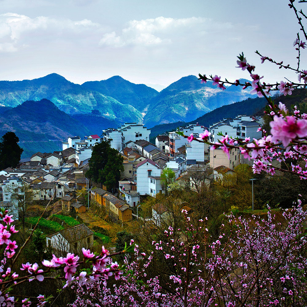 三月的桃花别样红,乡土气息浓浓的百照,好一番别致景色 .
