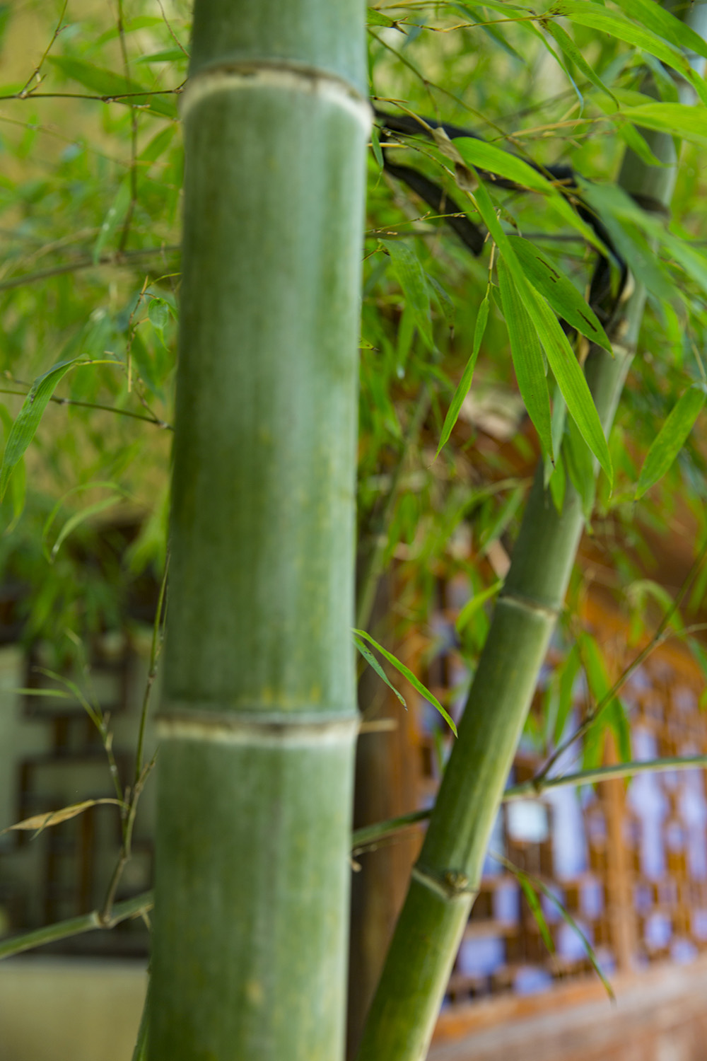 竹-特色小镇之 "茶之海青"全国摄影大展投稿区-大众摄影网 -